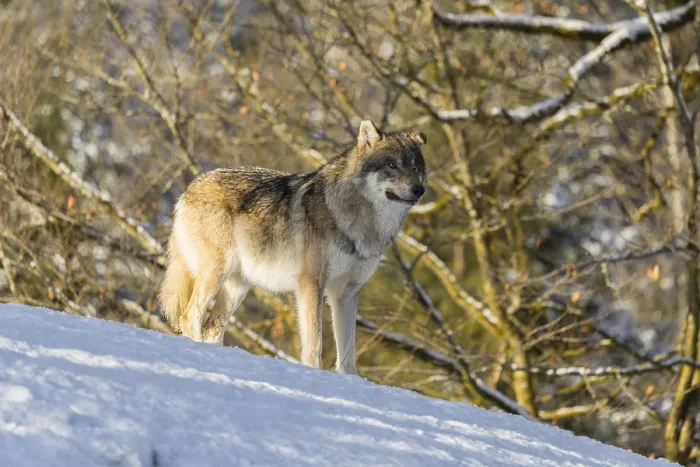 Framed Print : An adult male grey wolf (Canis lupus lupus) stands on a sloping Framed Print : An adult male grey wolf (Canis lupus lupus) stands on a sloping