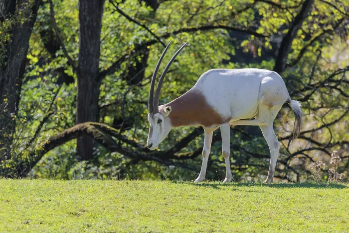 Framed Print : An adult male Scimitar Oryx, Oryx dammah
