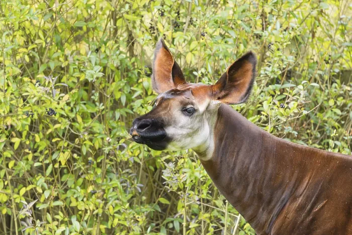 Framed Print : An adult okapi (Okapia johnstoni) stands in the middle of green bushes and eats the leaves Framed Print : An adult okapi (Okapia johnstoni) stands in the middle of green bushes and eats the leaves