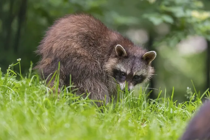 Framed Print : One adult Raccoon, Procyon lotor