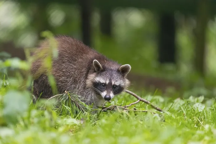 Framed Print : One adult Raccoon, Procyon lotor Framed Print : One adult Raccoon, Procyon lotor