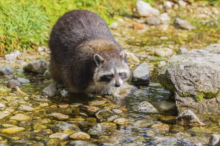 Framed Print : One adult Raccoon Procyon lotor