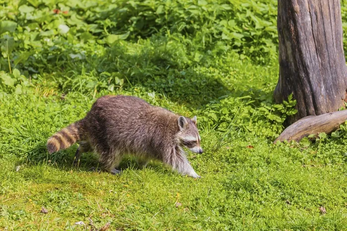 Framed Print : One adult Raccoon, Procyon lotor Framed Print : One adult Raccoon, Procyon lotor