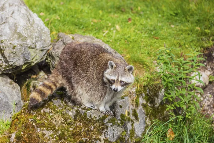 Framed Print : One adult Raccoon Procyon lotor