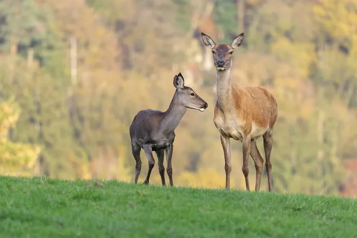 Framed Print : An adult red deer hind (Cervus elaphus) and a calf are standing in a meadow in the beautiful morning light
