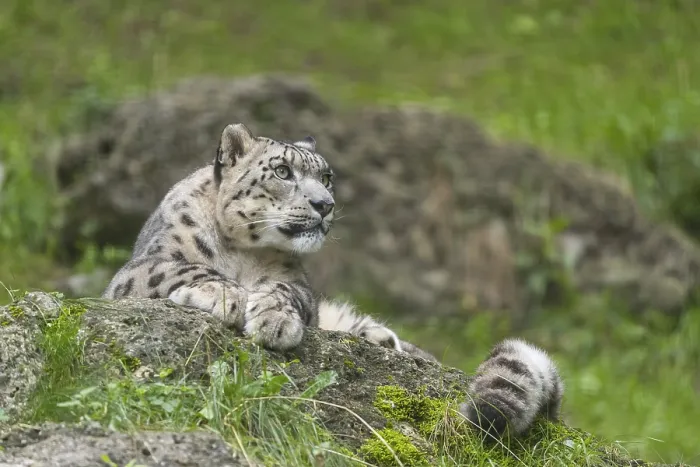 Framed Print : One adult snow leopard (Panthera uncia) resting on a rock in green grass
