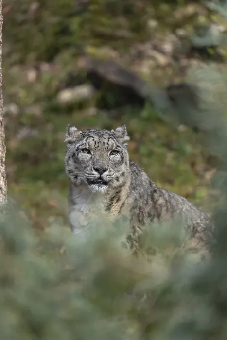Framed Print : One adult snow leopard (Panthera uncia) sitting next to a tree on hilly ground surrounded by green vegetation