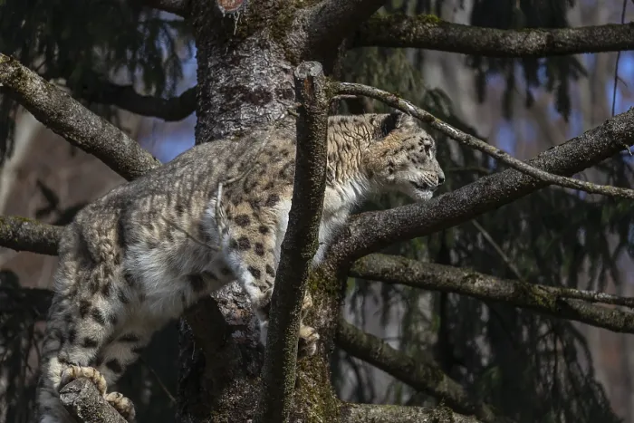 Framed Print : One adult snow leopard (Panthera uncia) standing high up in a tree