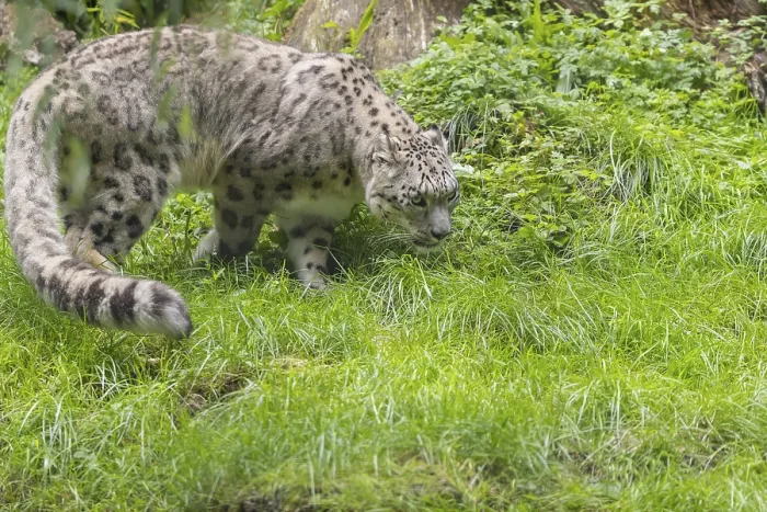Framed Print : One adult snow leopard (Panthera uncia) walking over green grass with some tree stumps around