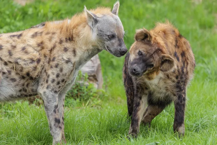 Framed Print : Two adult spotted hyenas (Crocuta crocuta)