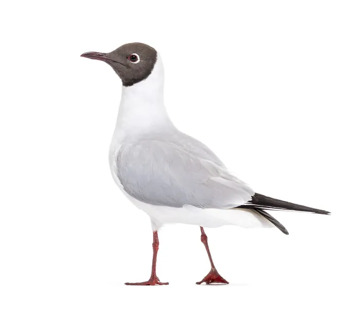 Framed Print : Adult summer plumage, black-headed gull Framed Print : Adult summer plumage, black-headed gull