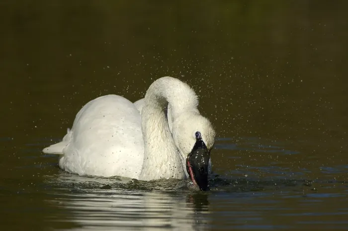 Framed Print : Adult trumpeter swan (Cygnus buccinator)