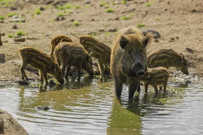 Framed Print : An adult wild boar (Sus scrofa) and a group of piglets stand in a pond and drink Framed Print : An adult wild boar (Sus scrofa) and a group of piglets stand in a pond and drink