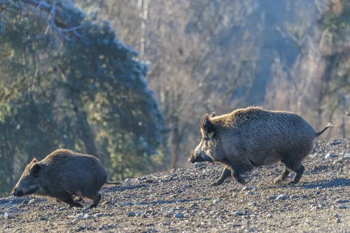 Framed Print : An adult wild boar (Sus scrofa) runs after a young animal and attacks it Framed Print : An adult wild boar (Sus scrofa) runs after a young animal and attacks it