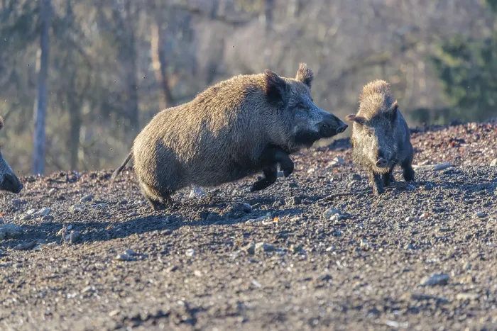 Framed Print : An adult wild boar (Sus scrofa) runs after a young animal and attacks it