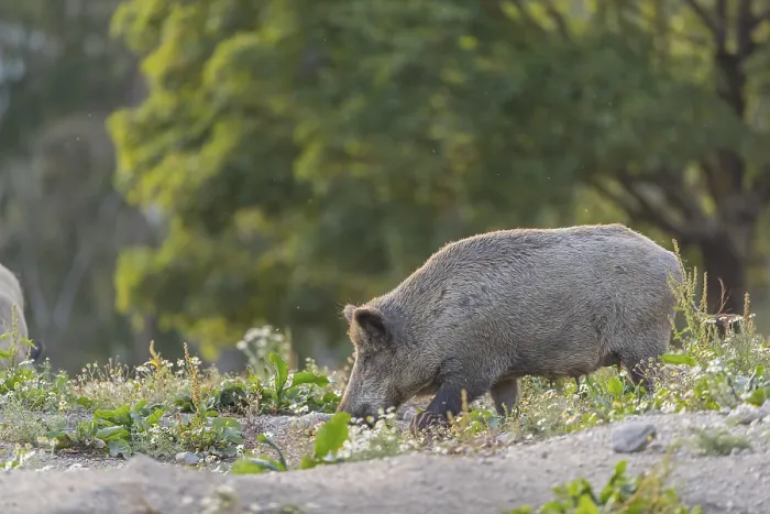 Framed Print : One adult wild boar or wild pig (Sus scrofa)