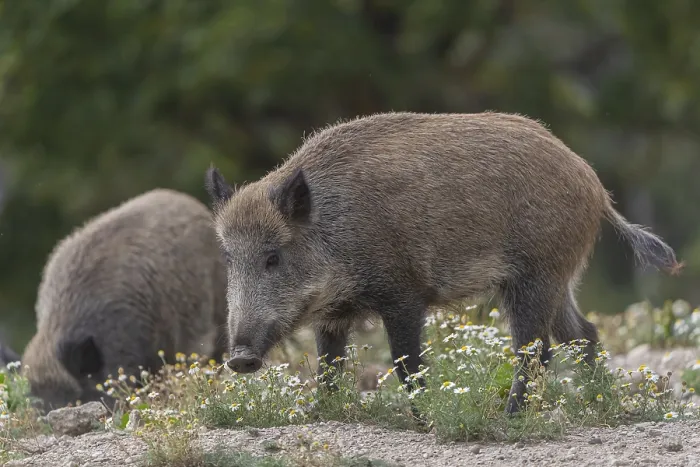 Framed Print : Two adult wild boar or wild pig (Sus scrofa)