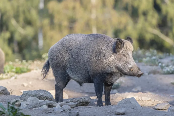Framed Print : One adult wild boar or wild pig (Sus scrofa)