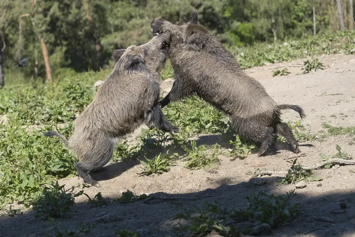 Framed Print : Two adult wild boar or wild pig (Sus scrofa)