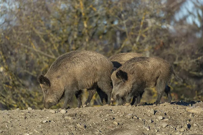 Framed Print : Three adult wild boar or wild pig (Sus scrofa) standing on a small hill on an opening Framed Print : Three adult wild boar or wild pig (Sus scrofa) standing on a small hill on an opening