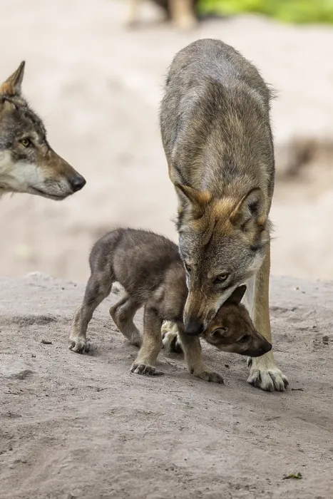 Framed Print : An adult wolf cares for a wolf pup in the forest Framed Print : An adult wolf cares for a wolf pup in the forest