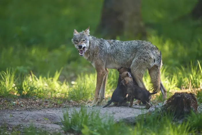 Framed Print : An adult wolf feeds its pups and shows its teeth in the forest