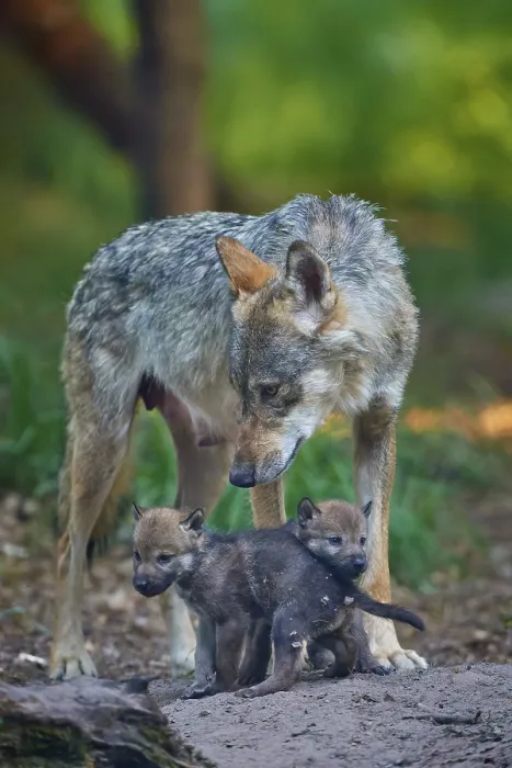 Framed Print : An adult wolf shows affection and protection towards two cubs