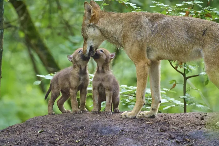 Framed Print : An adult wolf shows affection for two puppies