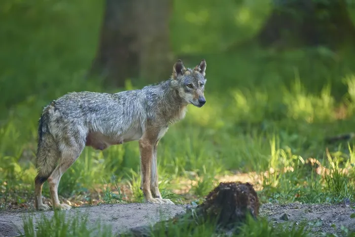 Framed Print : An adult wolf stands in the dense forest and looks attentively ahead