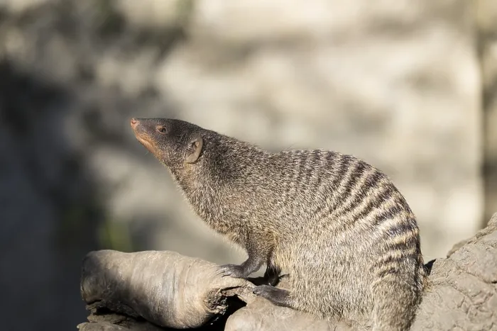 Framed Print : An adult zebra mongoose (Mungos mungo) sits on a hollow
