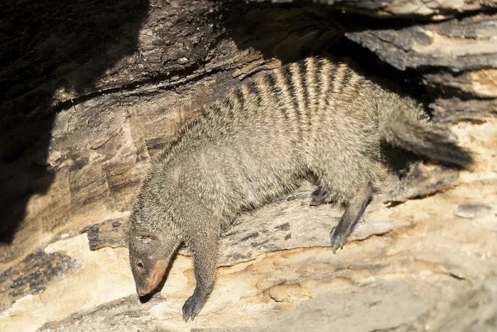 Framed Print : An adult zebra mongoose (Mungos mungo) sits in the soft morning light in a hollow