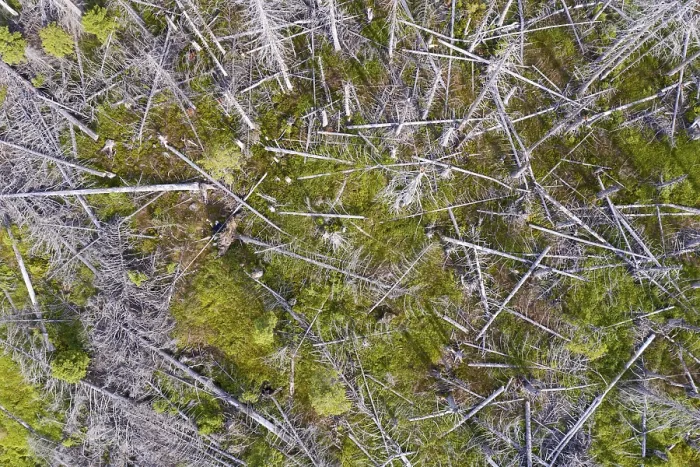 Framed Print : Aerial photo of dead spruces, due to infestation by bark beetles