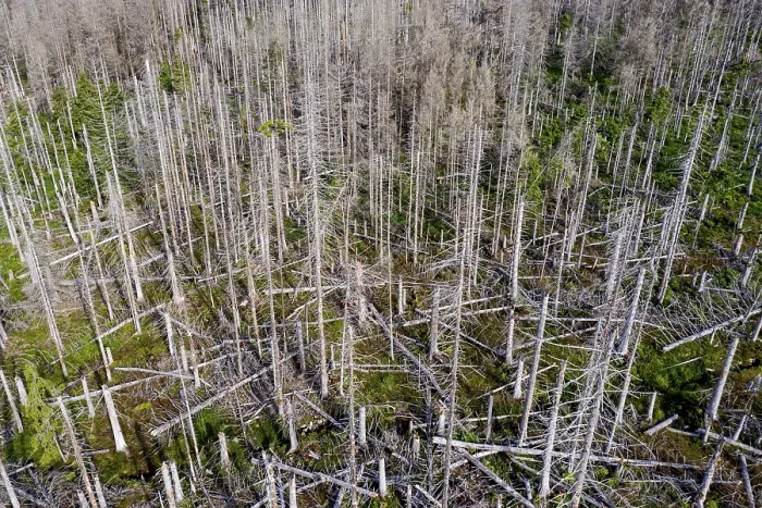 Framed Print : Aerial photo of dead spruces, due to infestation by bark beetles Framed Print : Aerial photo of dead spruces, due to infestation by bark beetles