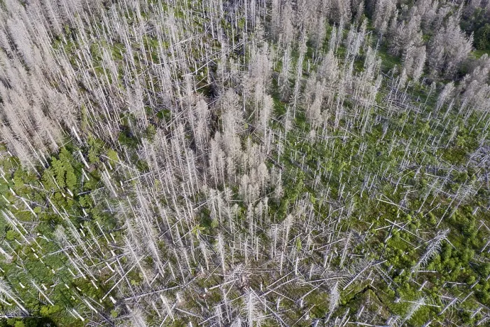 Framed Print : Aerial photo of dead spruces, due to infestation by bark beetles