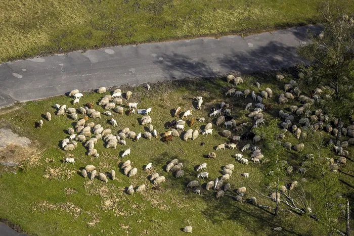 Framed Print : Aerial photograph, Sheep and goats grazing in the Heidemoore II and Brachter Wald nature reserve