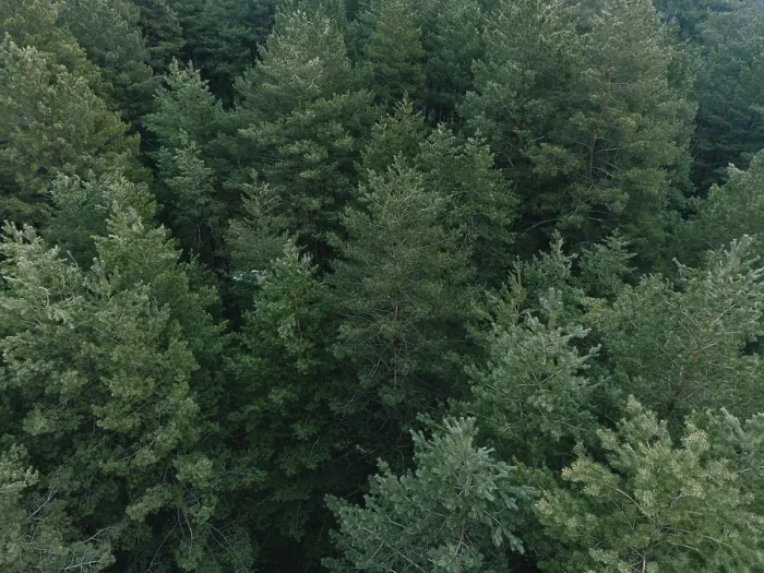 Framed Print : Aerial shot of pine tree forest
