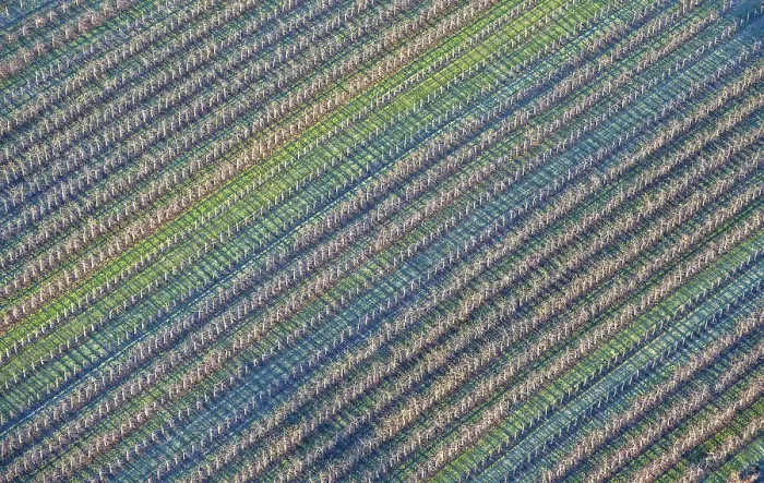 Framed Print : Aerial view of an apple orchard Framed Print : Aerial view of an apple orchard