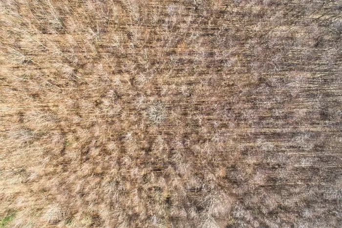 Framed Print : Aerial view of a bare forest with a geometric pattern of trees