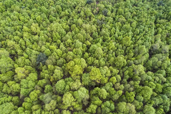 Framed Print : Aerial view, birch forest in the Goldenstedter Moor