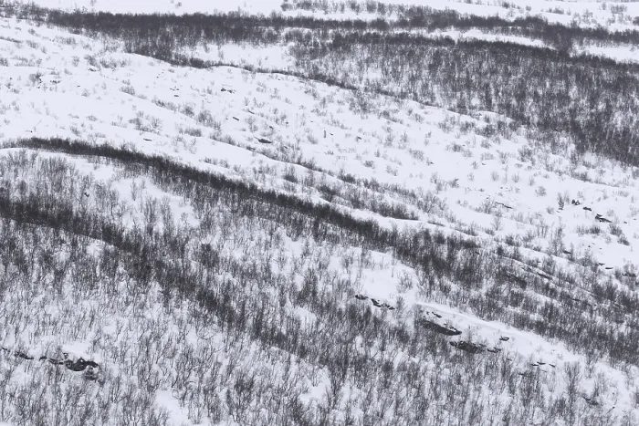 Framed Print : Aerial view over birch trees in the snow of taiga