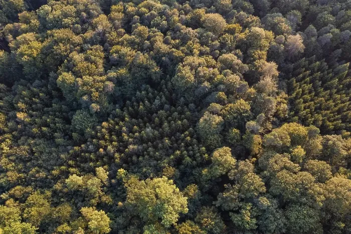 Framed Print : Aerial view, bird's eye view of mixed forest Framed Print : Aerial view, bird's eye view of mixed forest