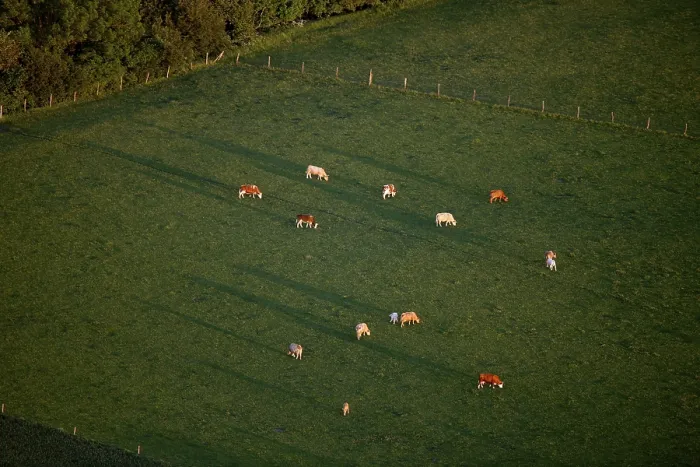 Framed Print : Aerial view, cattle herd near Robel Framed Print : Aerial view, cattle herd near Robel