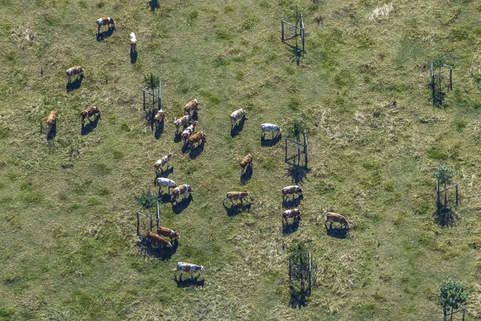 Framed Print : Aerial view, cows, cattle on pasture Framed Print : Aerial view, cows, cattle on pasture