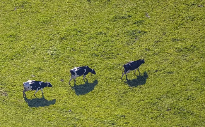 Framed Print : Aerial view, Three cows on a pasture Framed Print : Aerial view, Three cows on a pasture