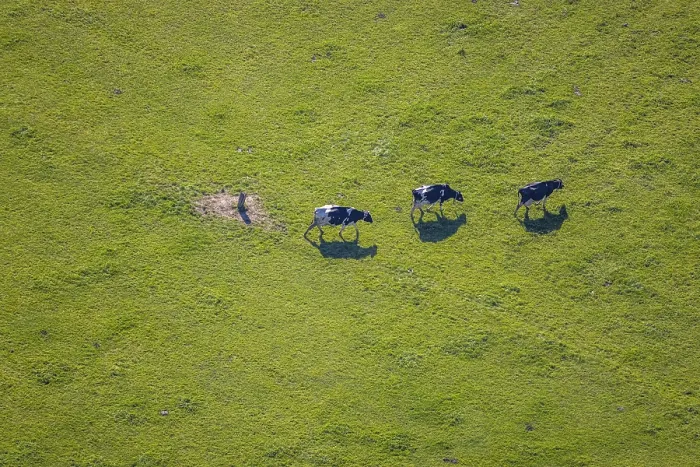 Framed Print : Aerial view, Three cows on a pasture Framed Print : Aerial view, Three cows on a pasture