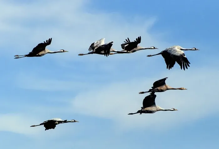 Framed Print : Aerial view of crane in bird migration adults and young