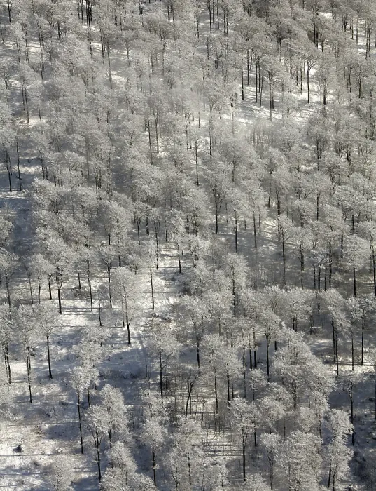 Framed Print : Aerial view, deciduous forest, snow Framed Print : Aerial view, deciduous forest, snow