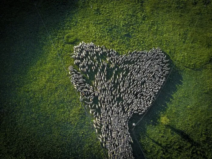 Framed Print : Aerial view of a flock of sheep during the transhumance in the Soria region Framed Print : Aerial view of a flock of sheep during the transhumance in the Soria region