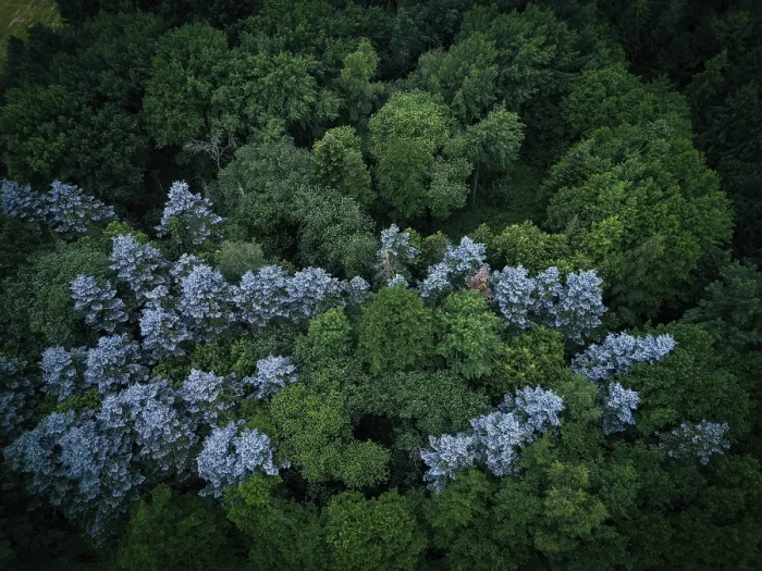 Framed Print : Aerial view of a forest with green and bluish treetops