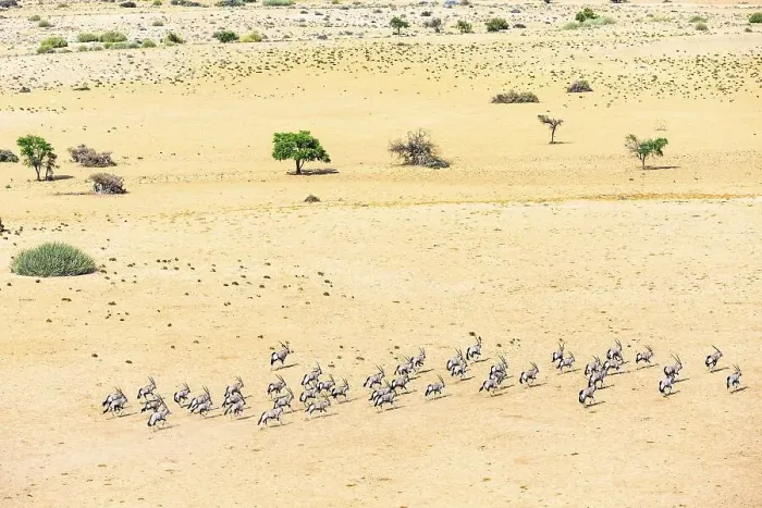 Framed Print : Aerial view, Gemsboks (Oryx gazella)